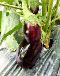 eggplant russian knight1